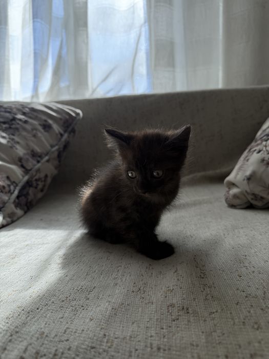 Отдадим котят в добрые руки