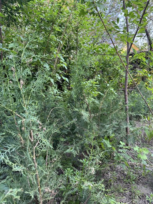 Туя книжка продается