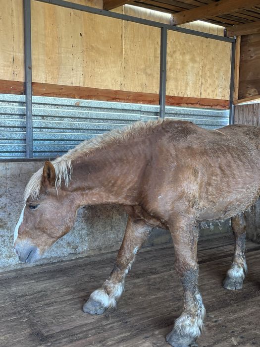 Продам жеребца советского тяжеловоза