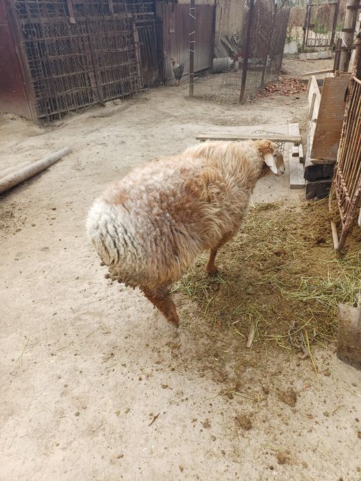 Саулық қойлар сатылады