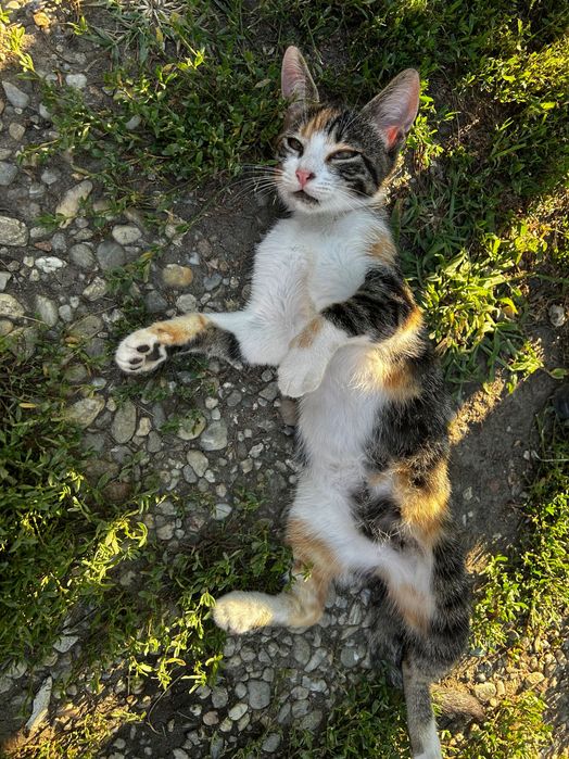 Se dau spre adopție pisoi