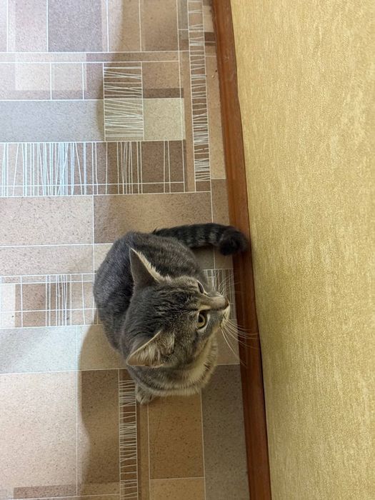 Отдам котенка в хорошие руки