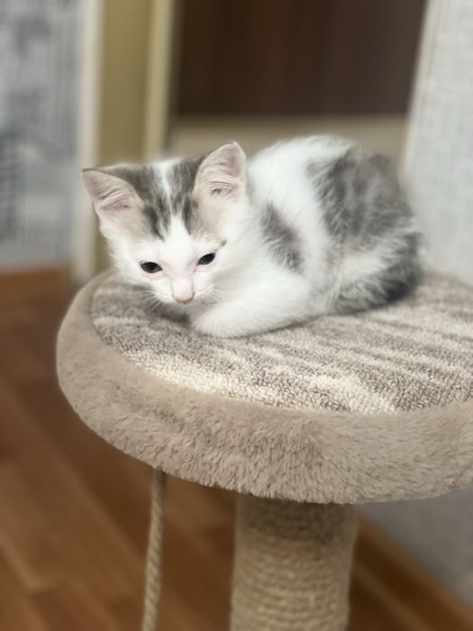 Котята бесплатно