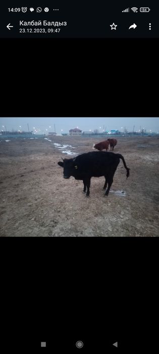 Сиыр сатылады, бағасы келісімді