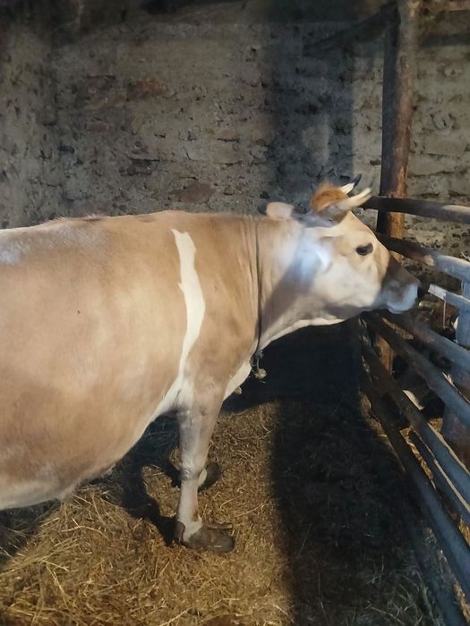 Продавам крава за месо