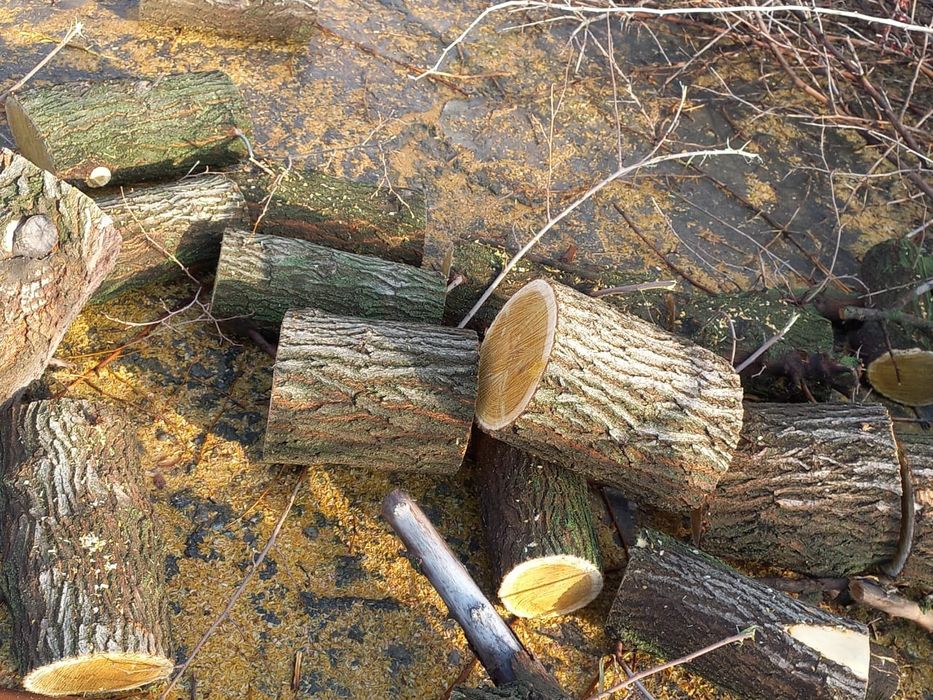 Пинки деревя тутовник