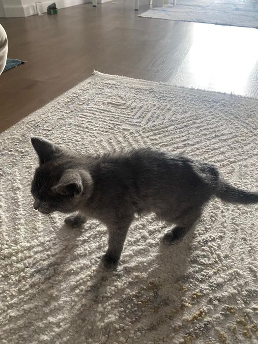 кошка с золотымй когтиями