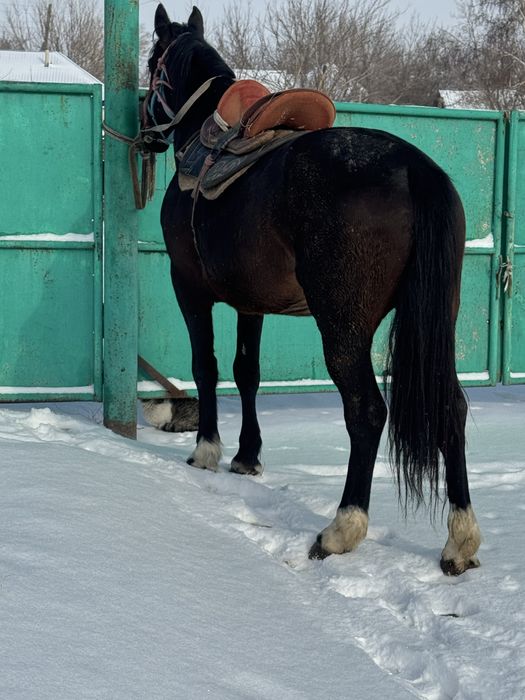Айгыр Жеребец полукровный костанай