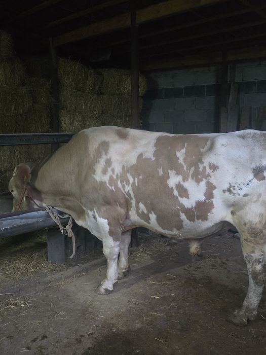 Бұқа            .