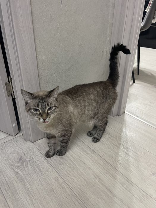 Отдам в хорошие руки