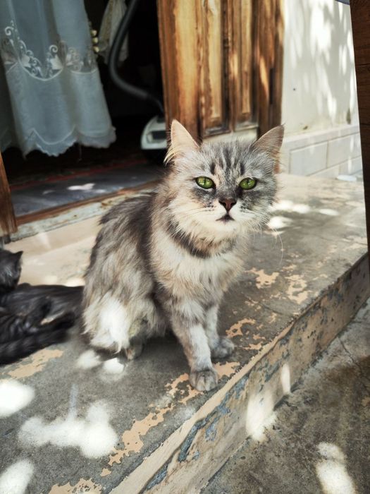 Отдам кошку сибирский и её котёнка
