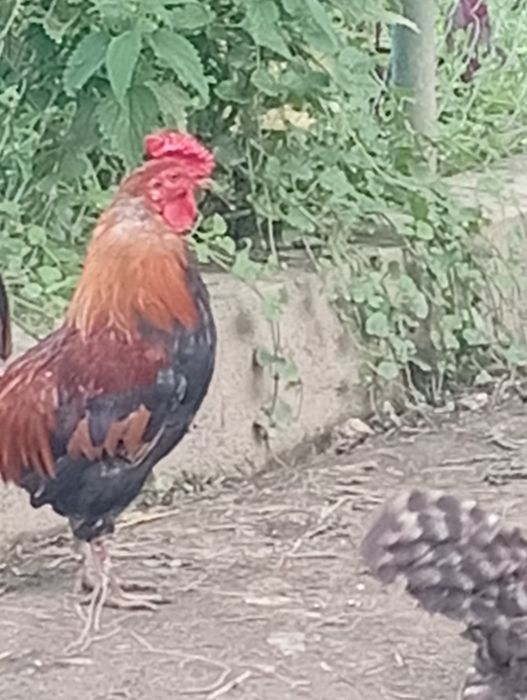 Vand cocosi si americane(pitici)