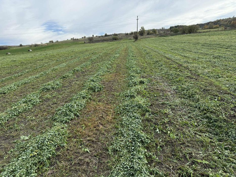 Baloti lucerna foliat