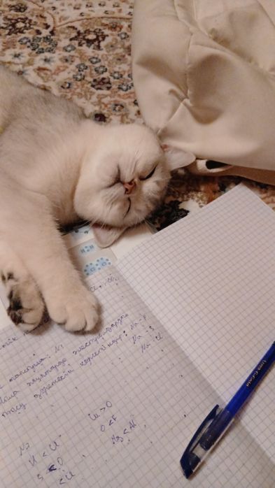 Британская шиншила мысык