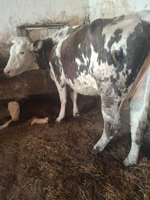 Vacă de lapte blândă