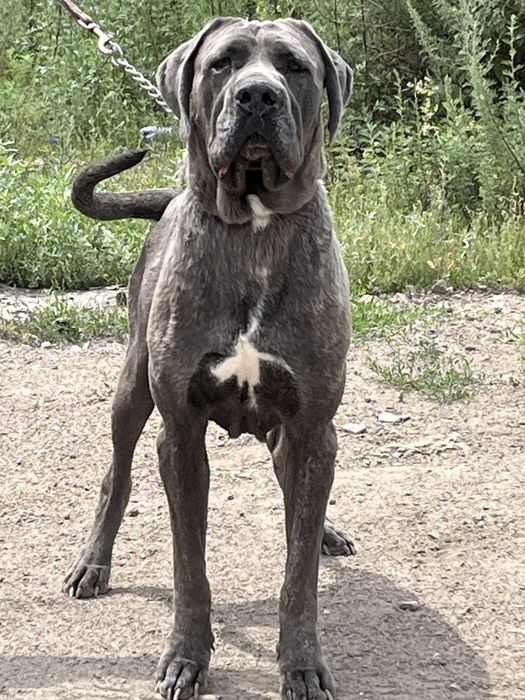 Продвется молодой кобель кане корсо