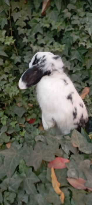 Баран зотли куён