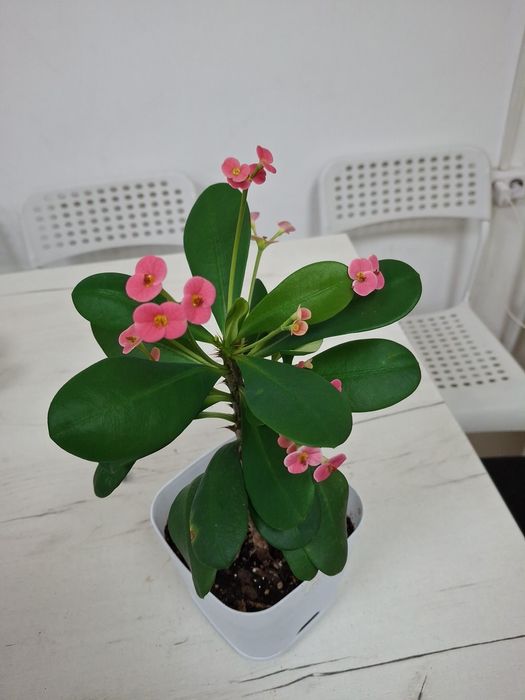 Комнатные  цветы