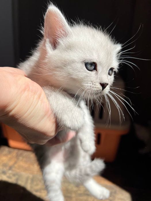 Катята Britaniakiy seribristiy shinshilla