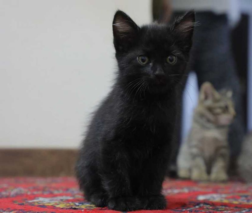 Кот, 2 месяца. Вши отсутствуют, чистый.