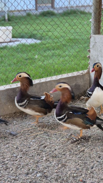 Утки мандоринки.