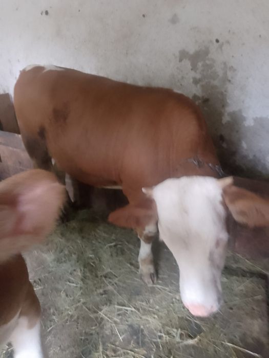 Vând o vițea și un tăuraș