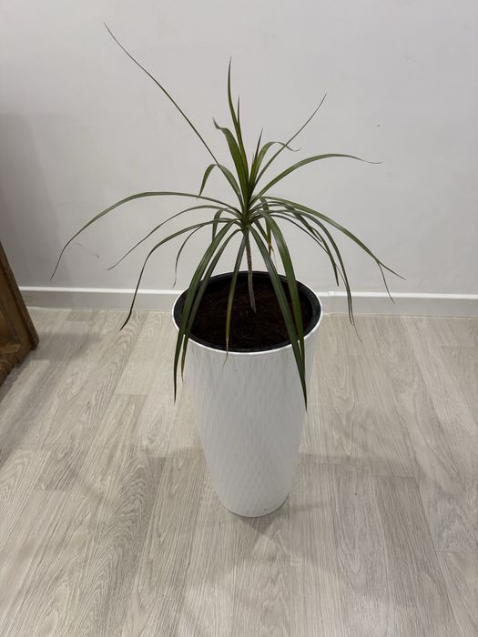 Продам комнатные растения