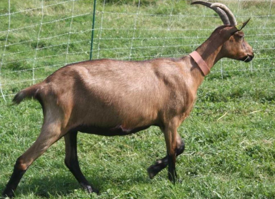 Capre alpine de vanzare