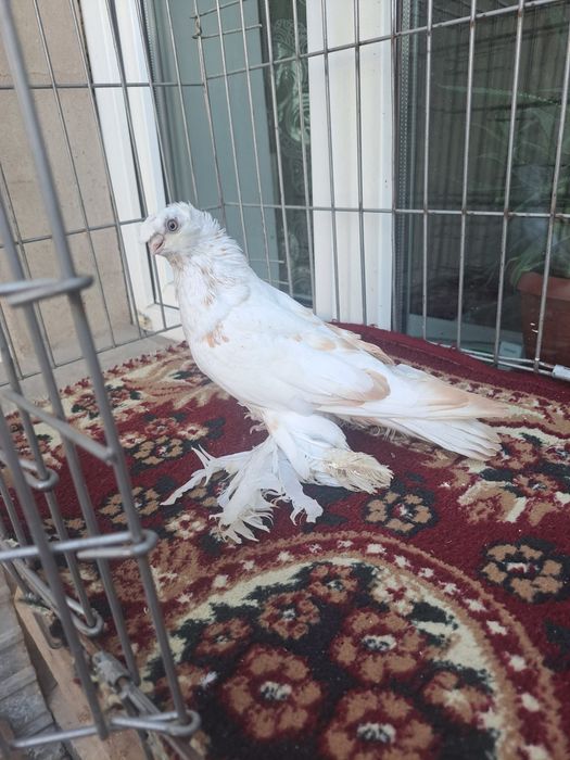 Голубка гульбдам