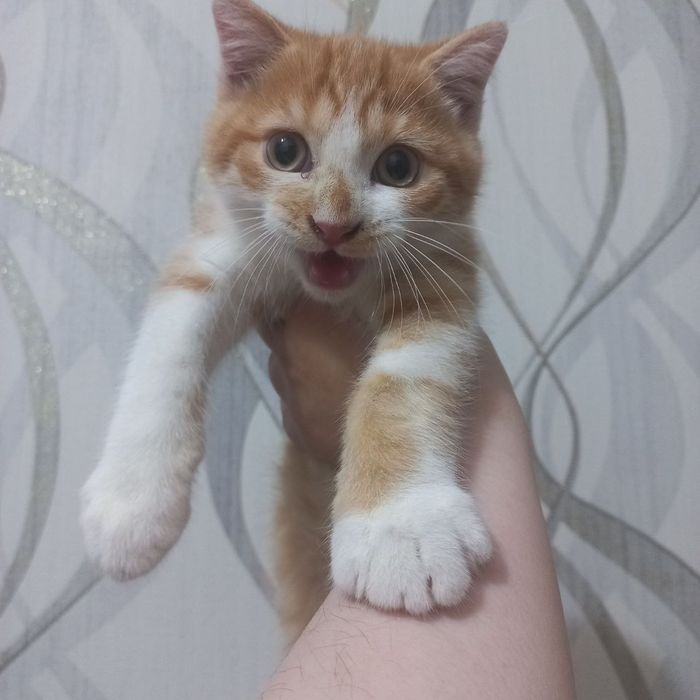 Скотиш страйт Мальчик
