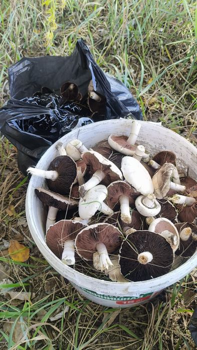 Продам шампиньоны настоящие луговые .
