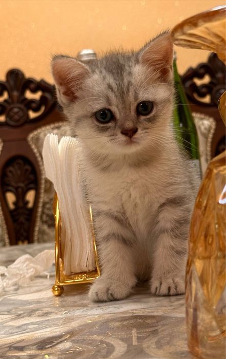 Продается котенок серебристая шиншилла