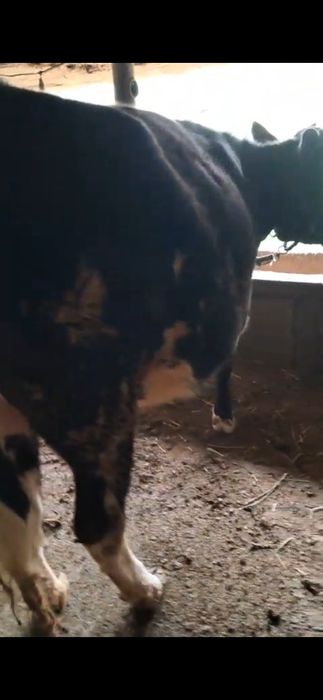 Буаз кашар сатылады