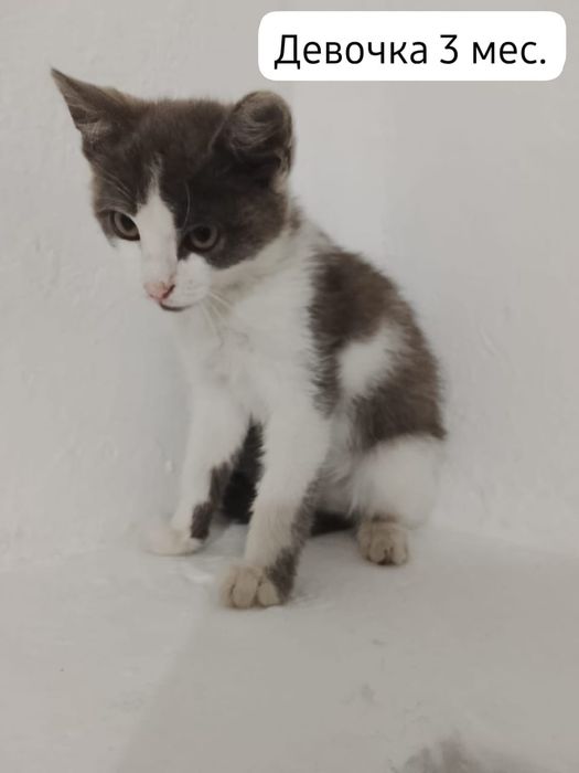 Котята бесплатно