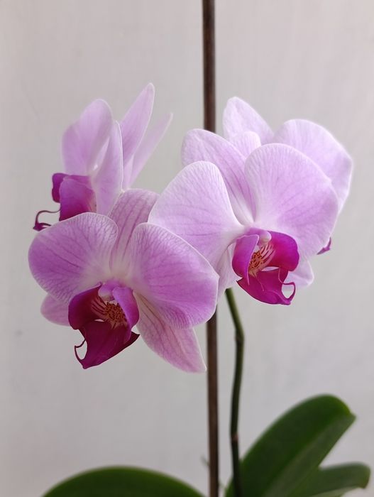 Орхидея Фаленопсис