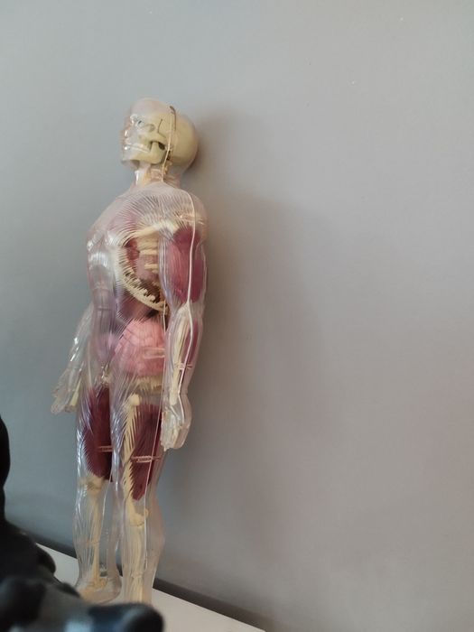 Продавам сглобяемо човешко тяло игра