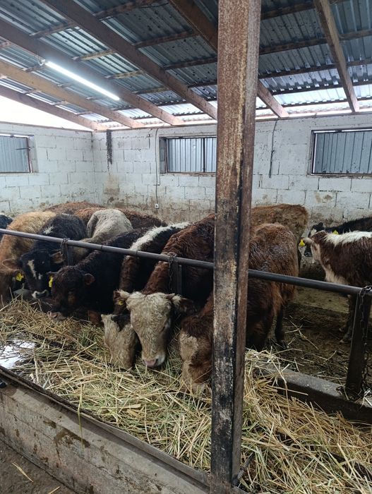 Продаются бычки подсосы