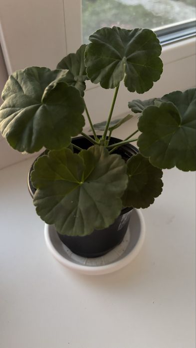 Пеларгония Divas F1 Strawberry