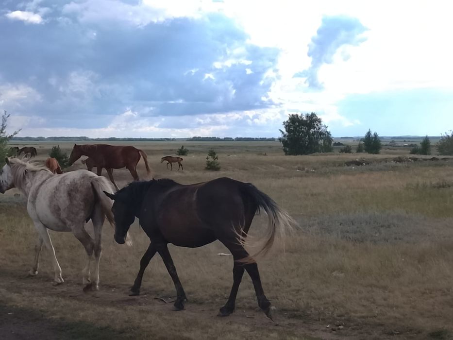 Продам кобылу четырех летка.
