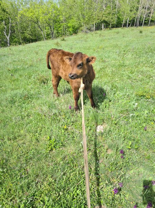 Vand vaca cu vitel