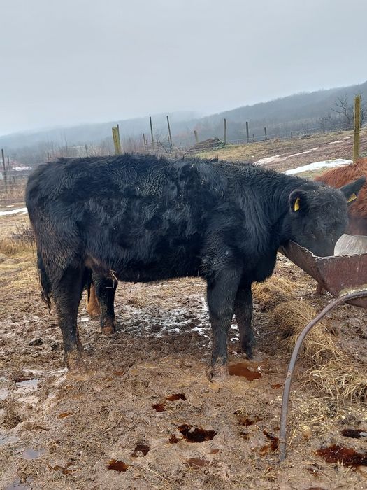 De vanzare  vitele angus