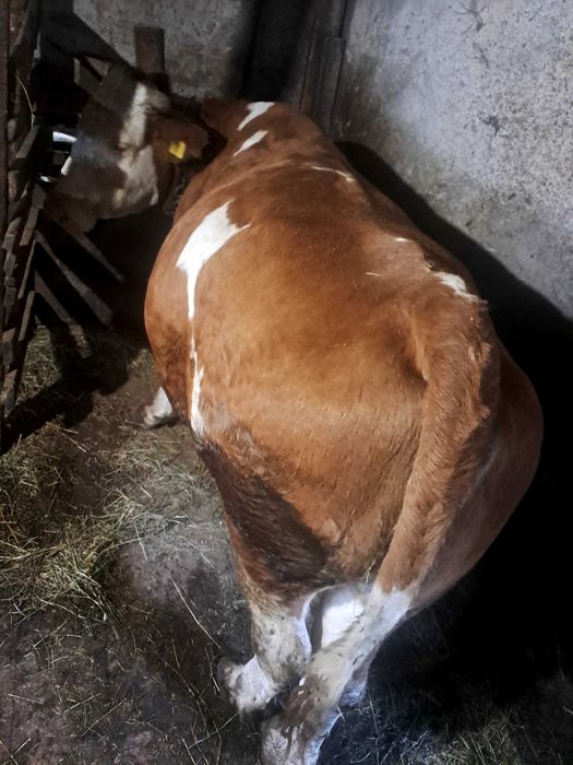 Vaca bună de ținut