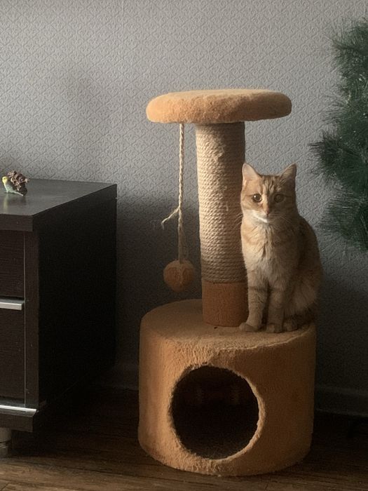 Отдам котика в добрые руки