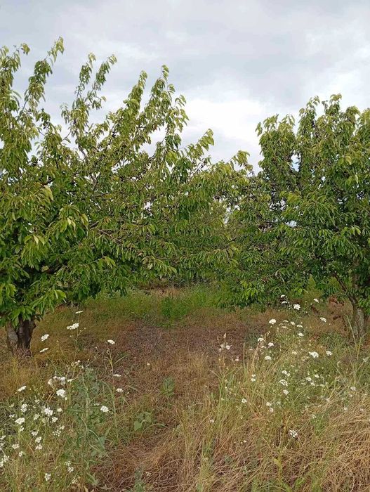 Продава се черешова  градина
