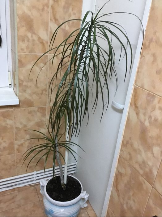 Planta apartament Dracaena marginata, Arborele Dragonului de Madagasca