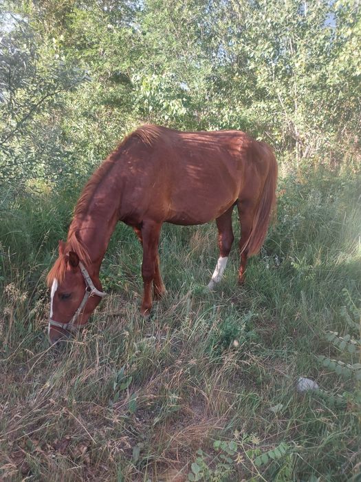 Продам жеребчика 2года