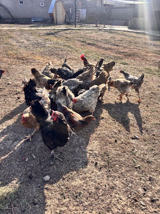Продам домашних кур