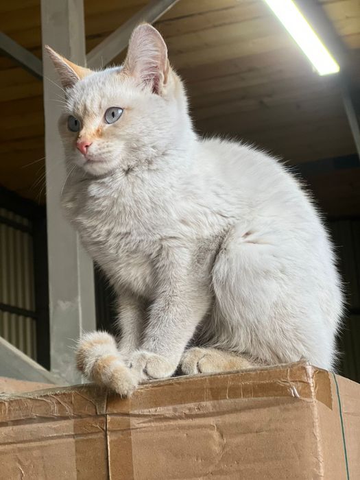 Мысык тегын  берыледы