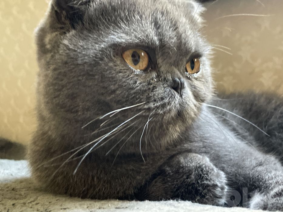 Котенок шотландский вислоухий