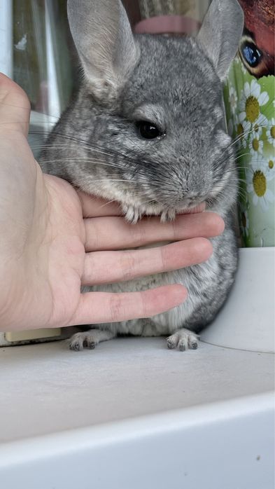 Шиншилла в любой город